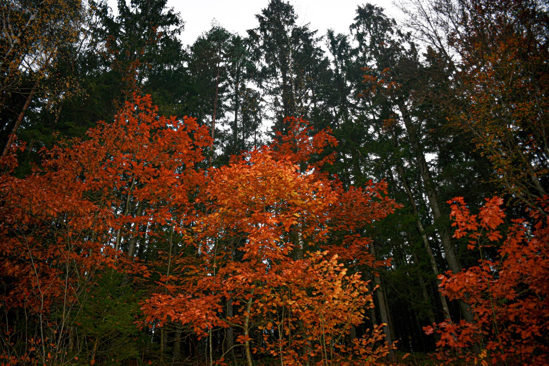 Halmstad aturfotografering.